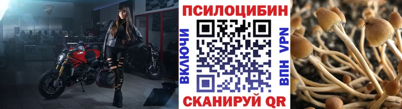сколько стоит  Дербент  Псилоцибиновые грибы GOLDEN TEACHER 
